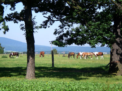 Pferdekoppel mit Blick zum Brocken, direkt am Waldrand abseits der Stadt.